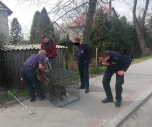 Bobra robota! Policjanci spod Tarnowa uratowali gryzonia