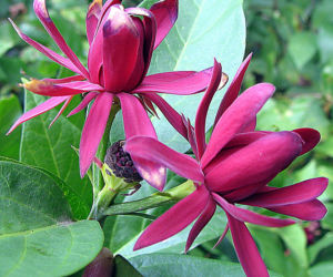 Ten krzew pachnie jak domowa szarlotka. Posadź już teraz, a nornice znikną z twojego ogrodu