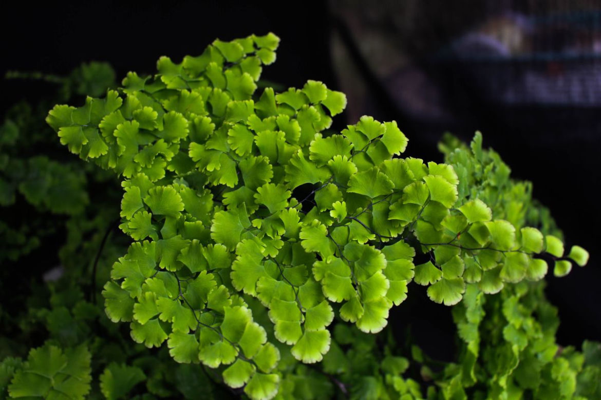 Adiantum