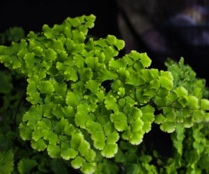 Adiantum