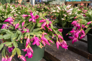 Twój grudnik nie kwitnie? Na bank popełniasz jeden z tych błędów