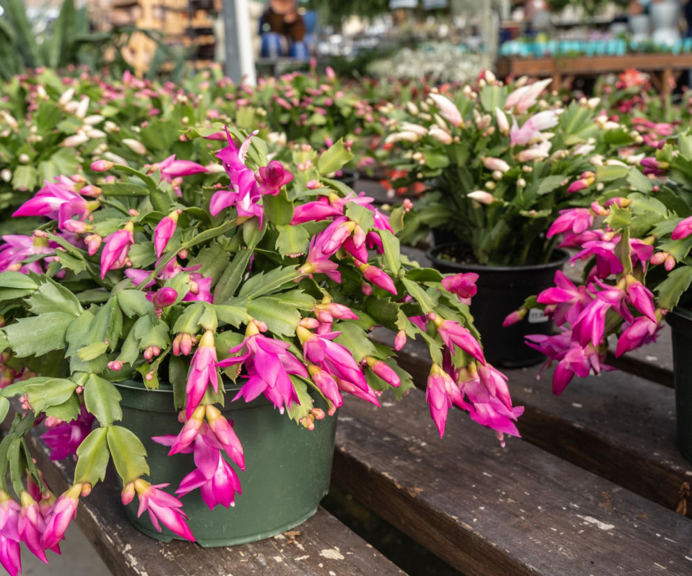 Eksperci zdradzają sekret: zrób to teraz, a grudnik w święta eksploduje kwiatami!