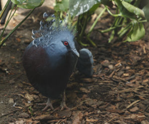 Zabytkowa ptaszarnia we wrocławskim zoo odzyskała dawny blask
