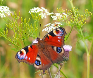 Motyl