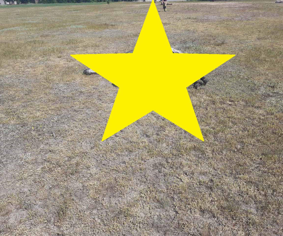 Tajemnicza śmierć 11 koni! Dramatyczne wydarzenia na pastwisku w powiecie kolskim