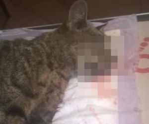 Bytom: Dramatyczna akcja służb. Szukali KOCICH DZIECI! Ich mama zginęła pod kołami