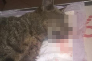 Bytom: Dramatyczna akcja służb. Szukali KOCICH DZIECI! Ich mama zginęła pod kołami