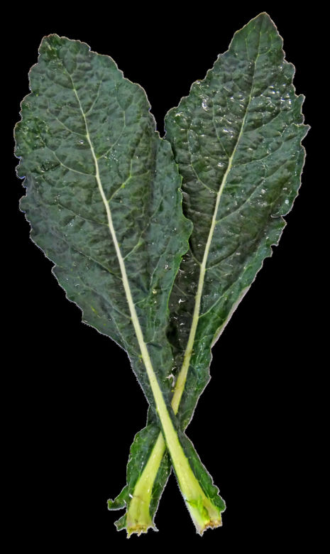KAPUSTA