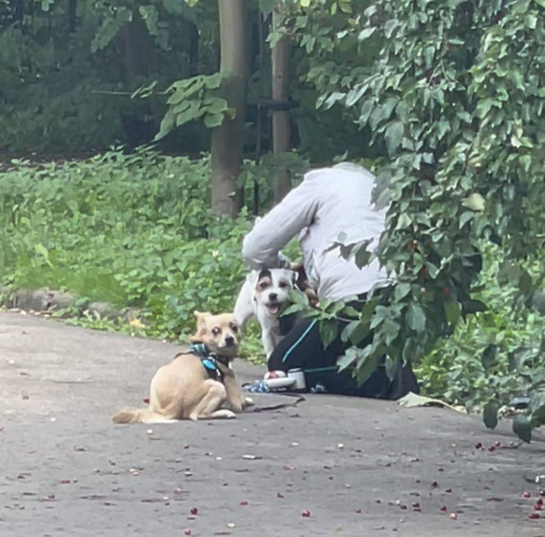 Bestialsko znęcała się nad psami. Po kopnięciu, zwierze wydało głośny pisk