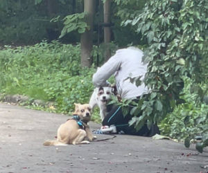 Bestialsko znęcała się nad psami. Po kopnięciu, zwierze wydał głośny pisk