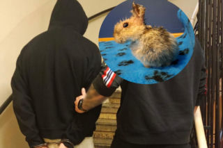 21-latek okrutnie okaleczył królika Marcysia. Zwierzak potwornie cierpiał