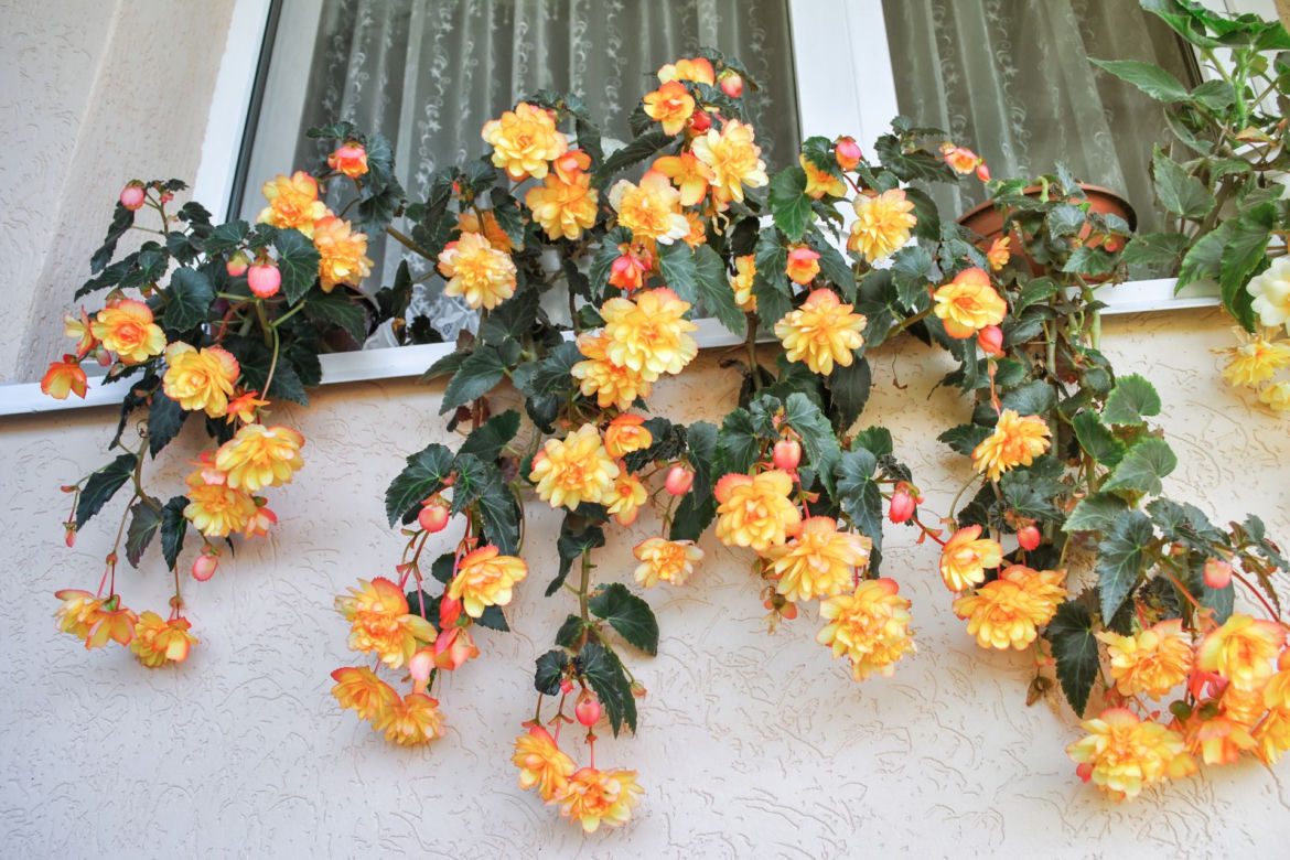 Begonia zwisająca