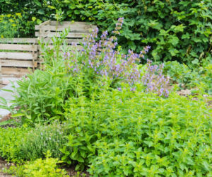 Odkryj zioła, które zimują w ogrodzie!