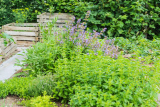 Jakie zioła przetrwają zimę w ogrodzie? Oto mrozoodporne gatunki!