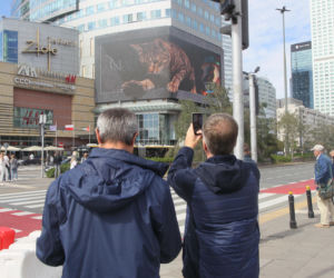 Kot na ekranie reklamowym LED Warsaw STAGE na wieżowcu Skylight