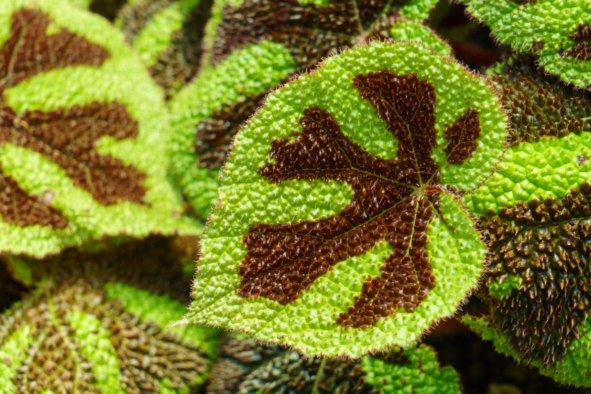 Begonia Masona