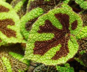 Begonia Masona