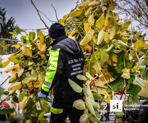 Usuwanie rdestowca na budowie Trasy Północnej