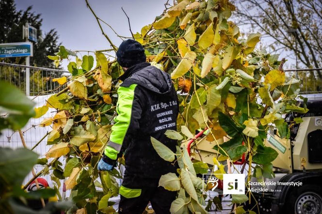 Usuwanie rdestowca na budowie Trasy Północnej