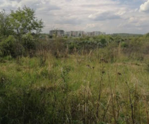 Czy chomik będzie miał obrońców? Toczy się rozprawa ws. Górek Czechowskich