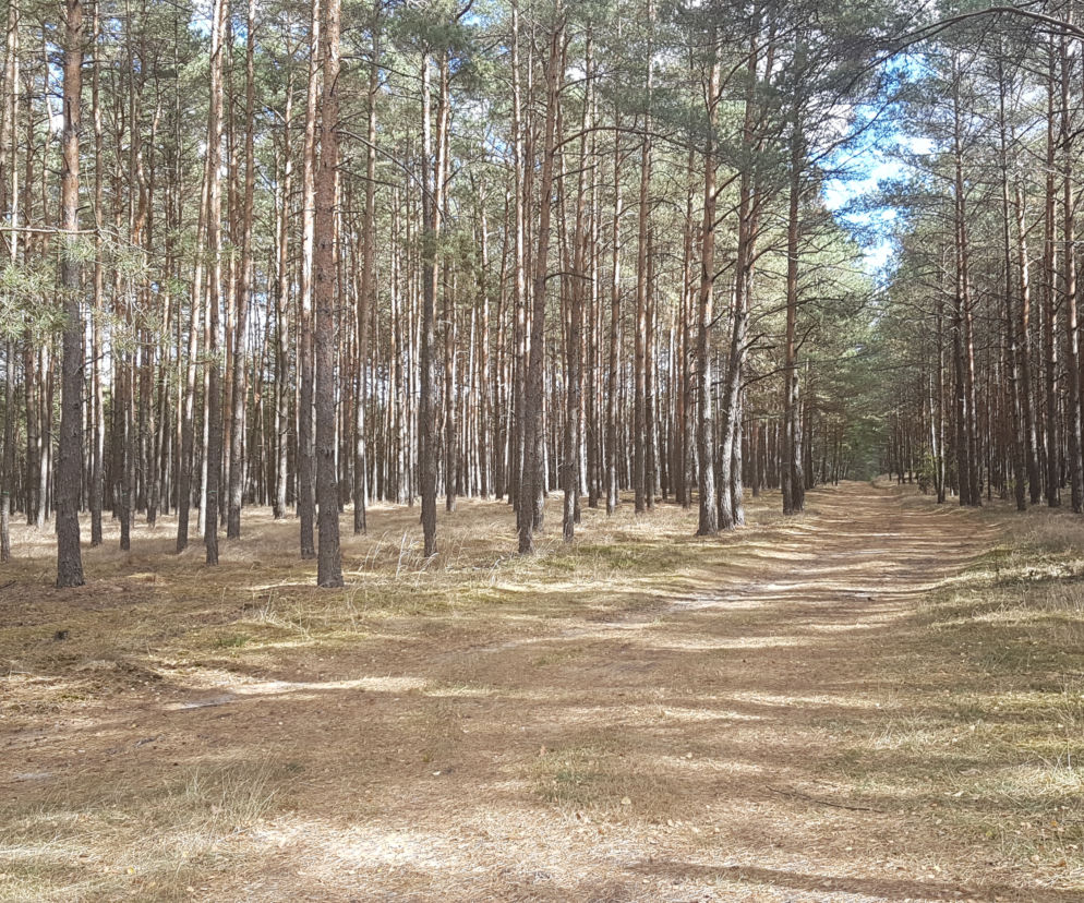 Gdzie pojechać do lasu w Toruniu i okolicach? Tam wejdziesz bez maseczki [LISTA]