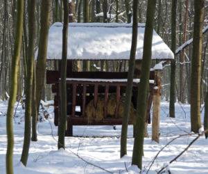 Idealne miejsca na zimowy spacer w Warszawie