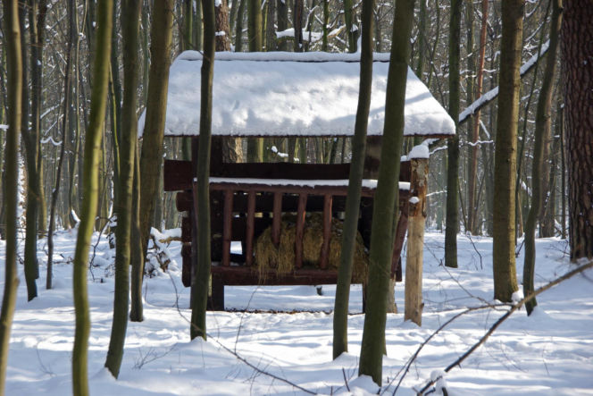 Idealne miejsca na zimowy spacer w Warszawie