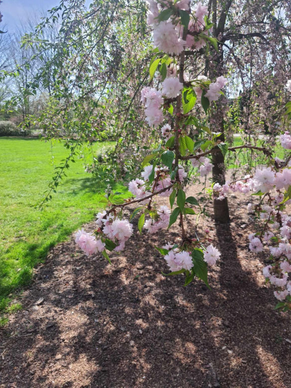 Kwitnące wiśnie i magnolie w Ogrodzie Botanicznym w Powsinie