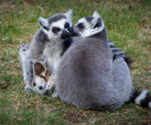 Sześć małych królów Julianów we wrocławskim zoo