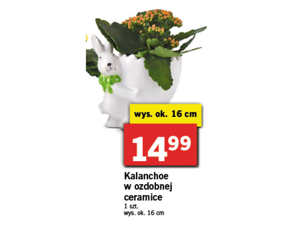 Wielkanocne promocje w Lidlu