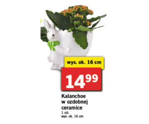 Wielkanocne promocje w Lidlu