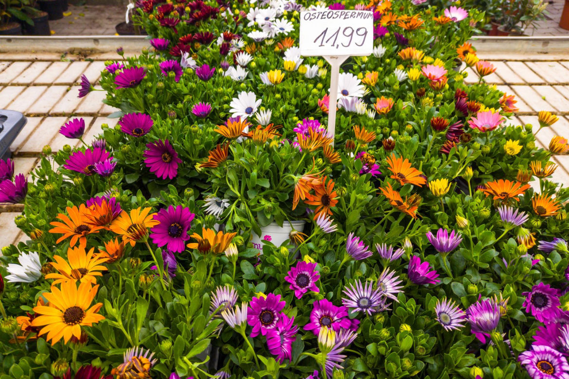 Osteospermum – 11,99 zł/szt.