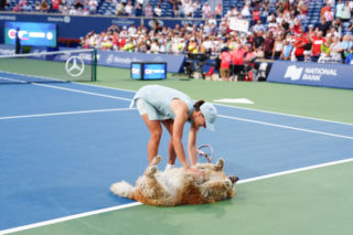 Iga Świątek w zabawie z psem po finale WTA Toronto
