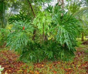 Filodendron podwójnie pierzasty