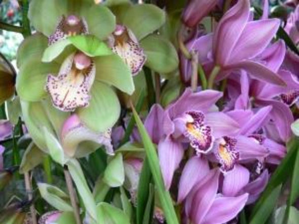 Storczyk Cybidium