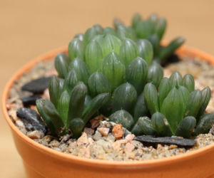 Haworthia cooperi