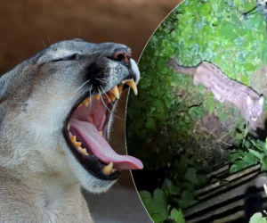 Puma czai się w zachodniopomorskich ostępach! Powołano sztab kryzysowy