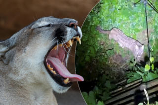 Puma czai się w zachodniopomorskich ostępach! Powołano sztab kryzysowy