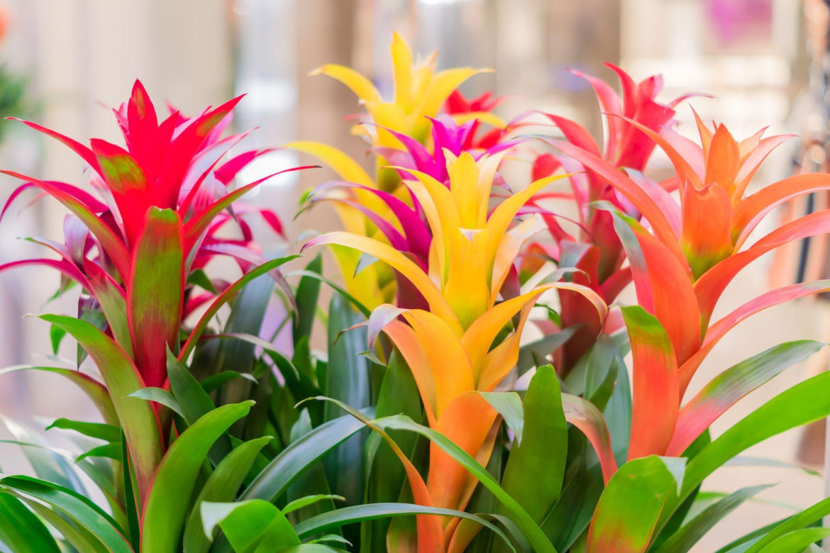 Guzmania