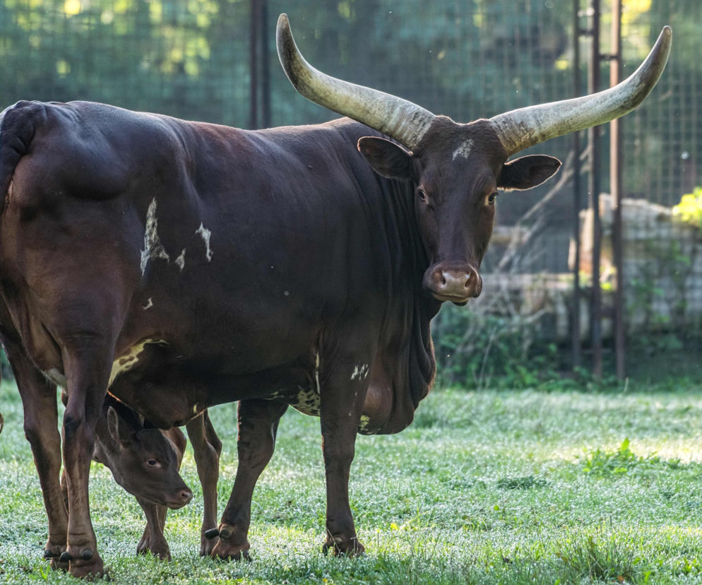 Wrocławskie zoo szuka imienia dla krowy z największymi rogami na świecie