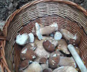 Grzybobranie 2017 w Bydgoszczy i okolicach [ZDJĘCIA CZYTELNIKÓW]