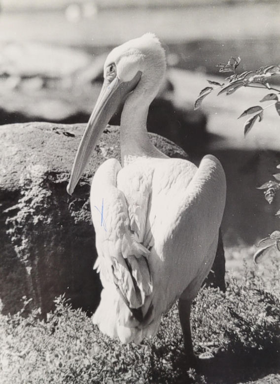 Łódzkie zoo w latach 70.