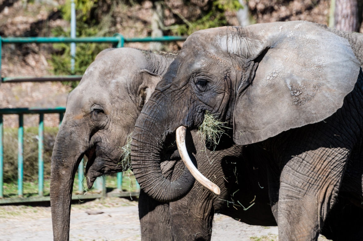 Koronawirus w Trójmieście. Zwierzęta z zoo tęsknią za ludźmi