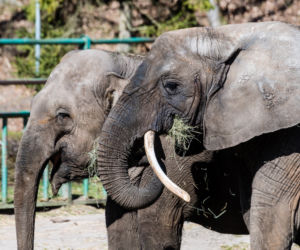 Koronawirus w Trójmieście. Zwierzęta z zoo tęsknią za ludźmi