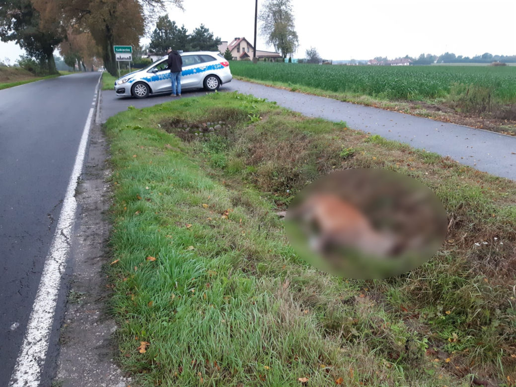 Ważny apel i ostrzeżenie policji z Torunia. Uwaga na dzikie zwierzęta!