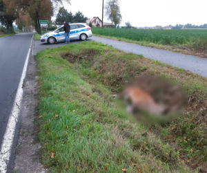Ważny apel i ostrzeżenie policji z Torunia. Uwaga na dzikie zwierzęta!