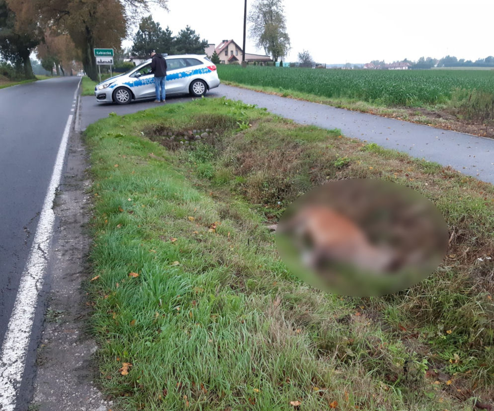 Ważny apel i ostrzeżenie policji z Torunia. Uwaga na dzikie zwierzęta!