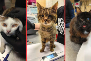 Horror we Wrocławiu! 46 kotów w jednym mieszkaniu. Głodne i bez wody