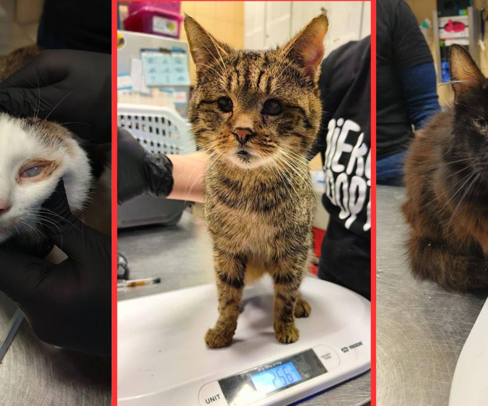 Horror we Wrocławiu! 46 kotów w jednym mieszkaniu. Głodne, niewidome, bez wody