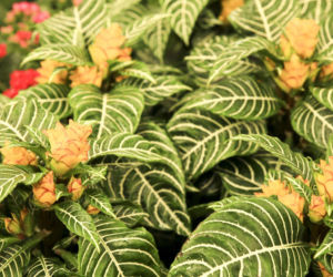 Afelandra stercząca